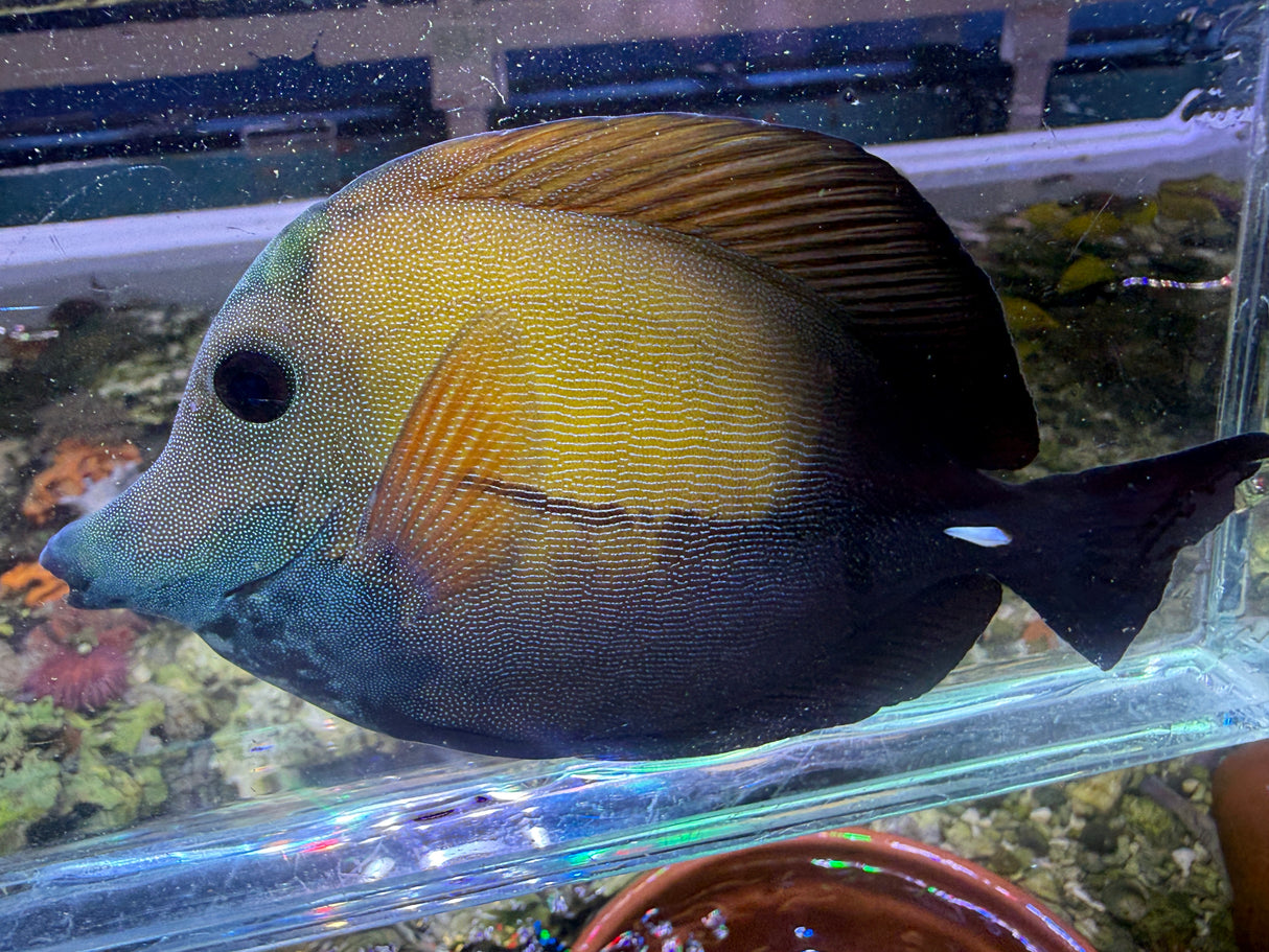 Koi Scopas Tang