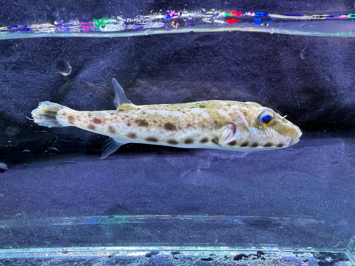 Southern Burrowing Puffer