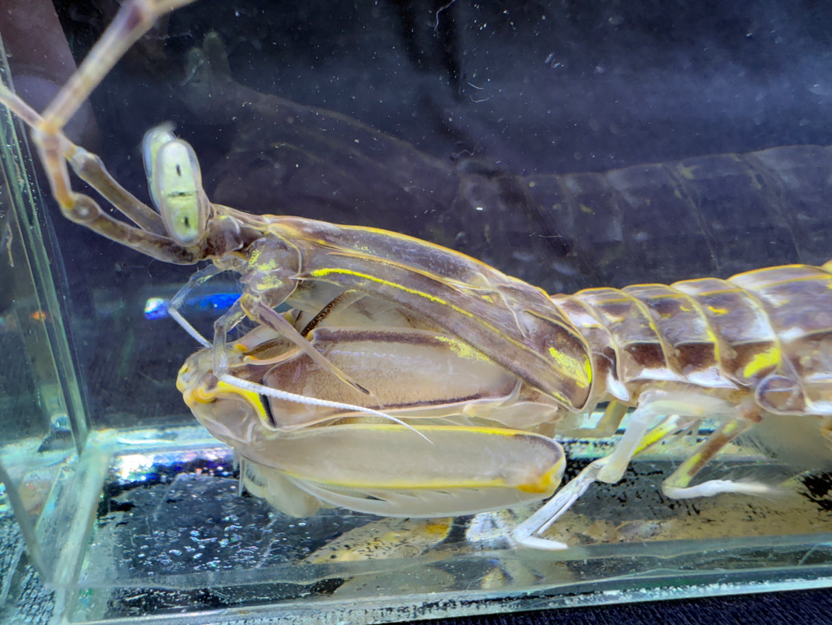 Slasher Mantis shrimp