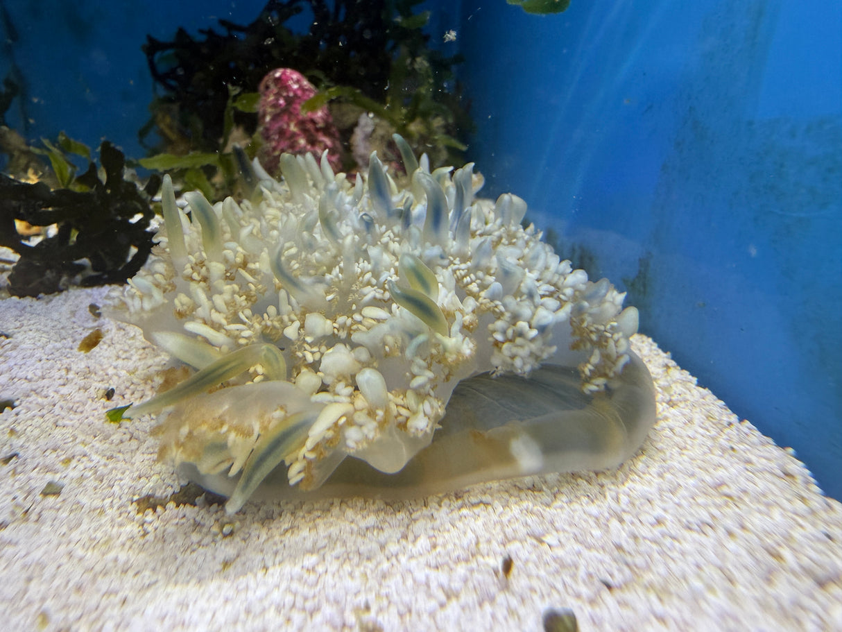 Upside down jellyfish