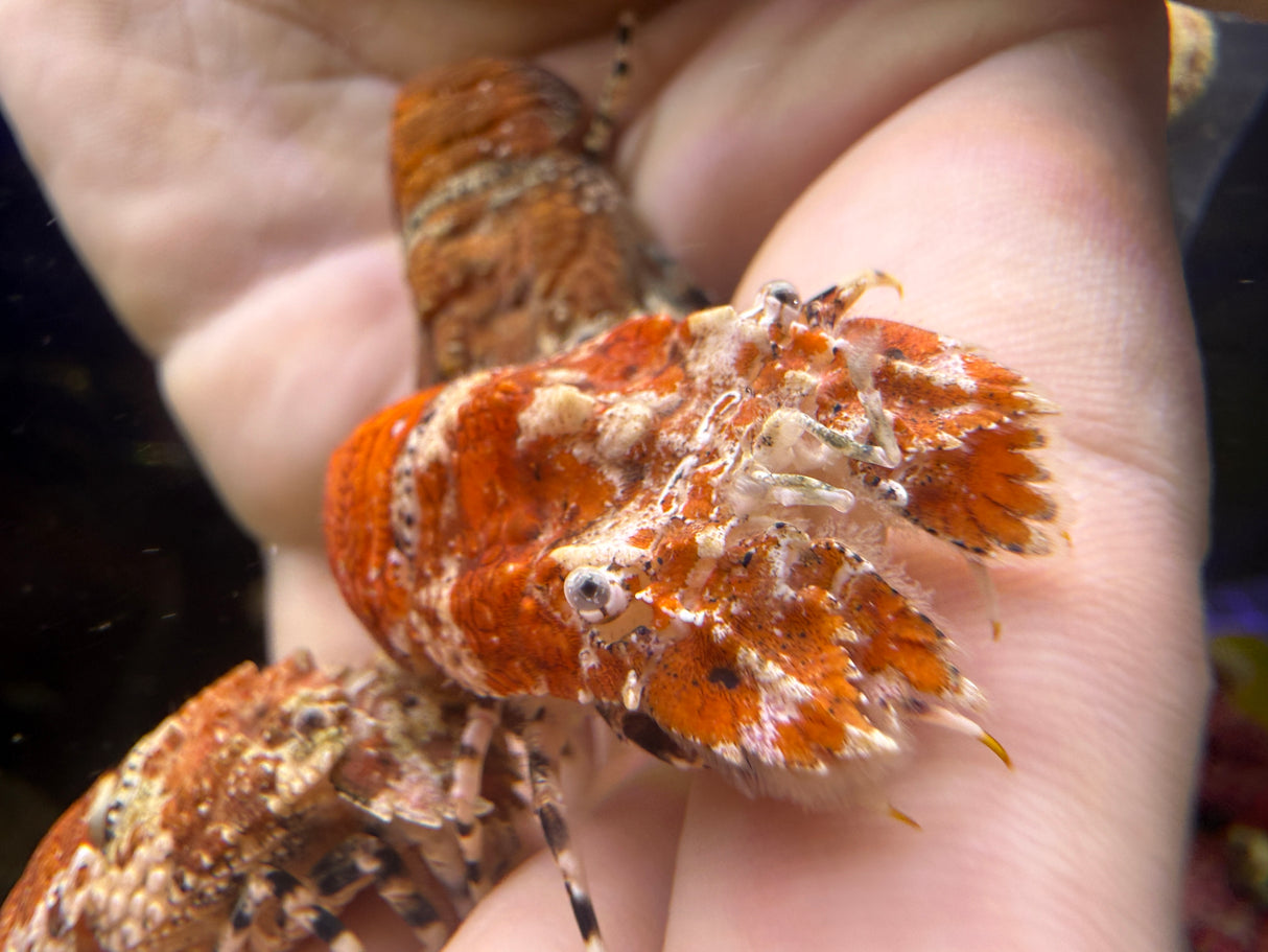 Orange slipper Lobster