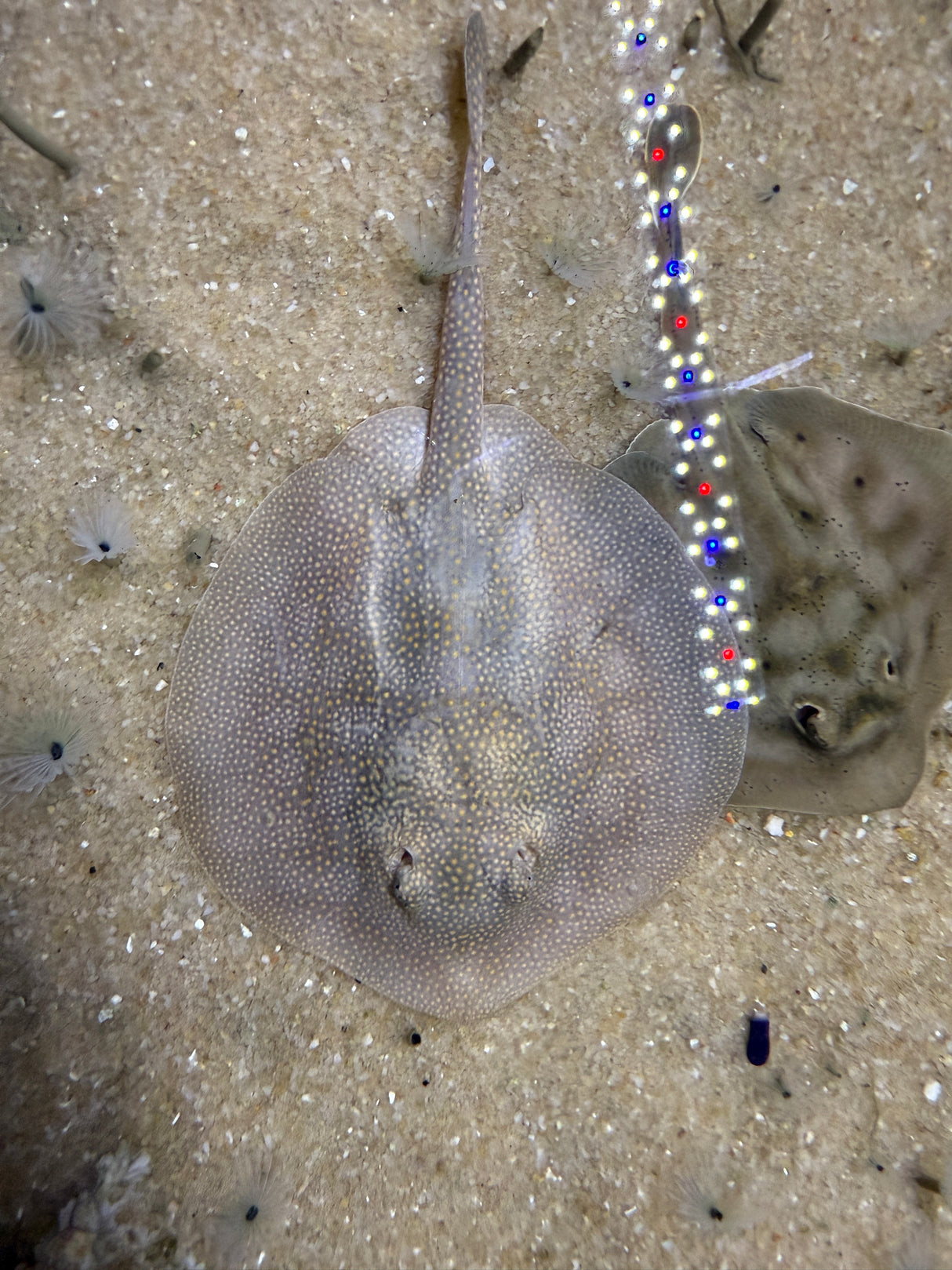 Baby California stingray