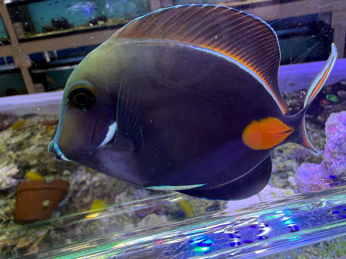 Achilles Tang