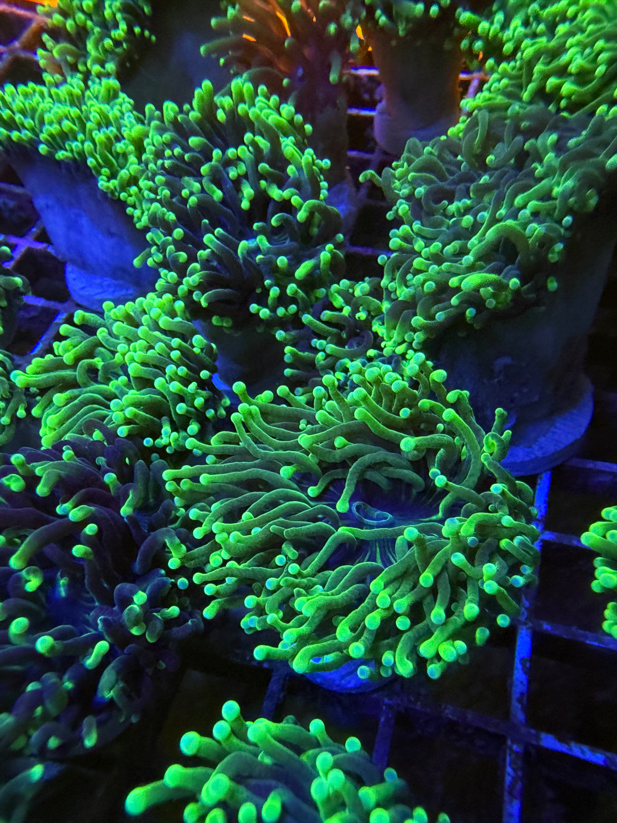 Blacklight torch SALE $30