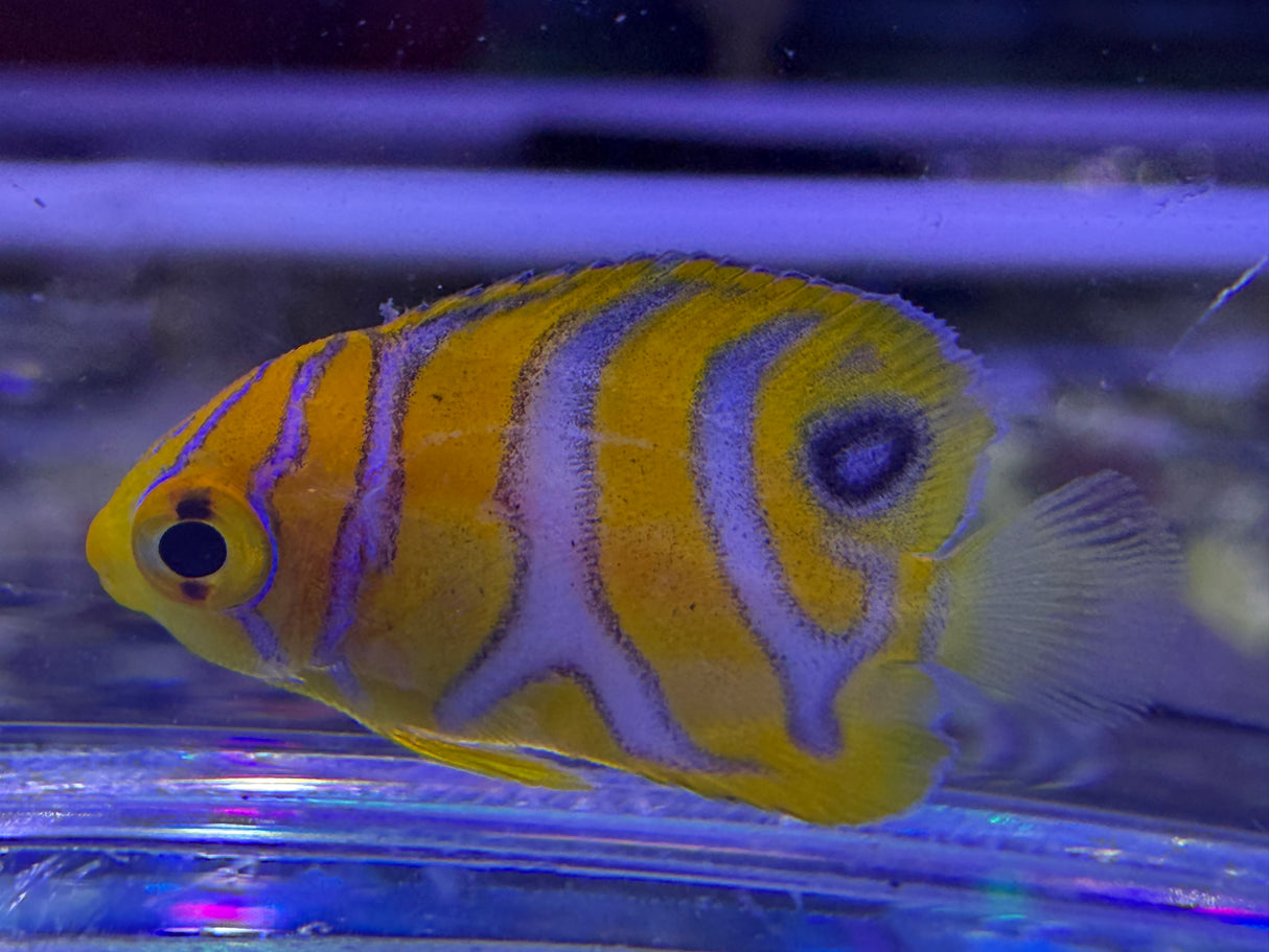 Captive bred A2 grade Misbar regal angelfish small WYSIWYG
