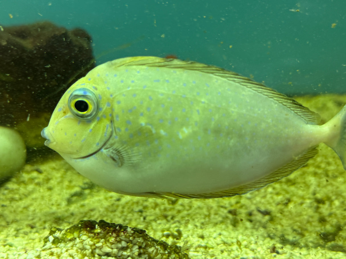 Vlamingi Tang – Naso vlamingii