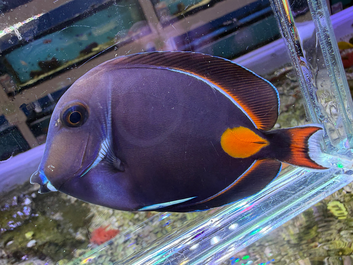 Achilles Tang