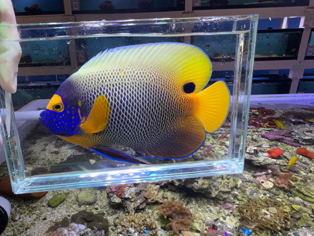 Large Blueface Angelfish