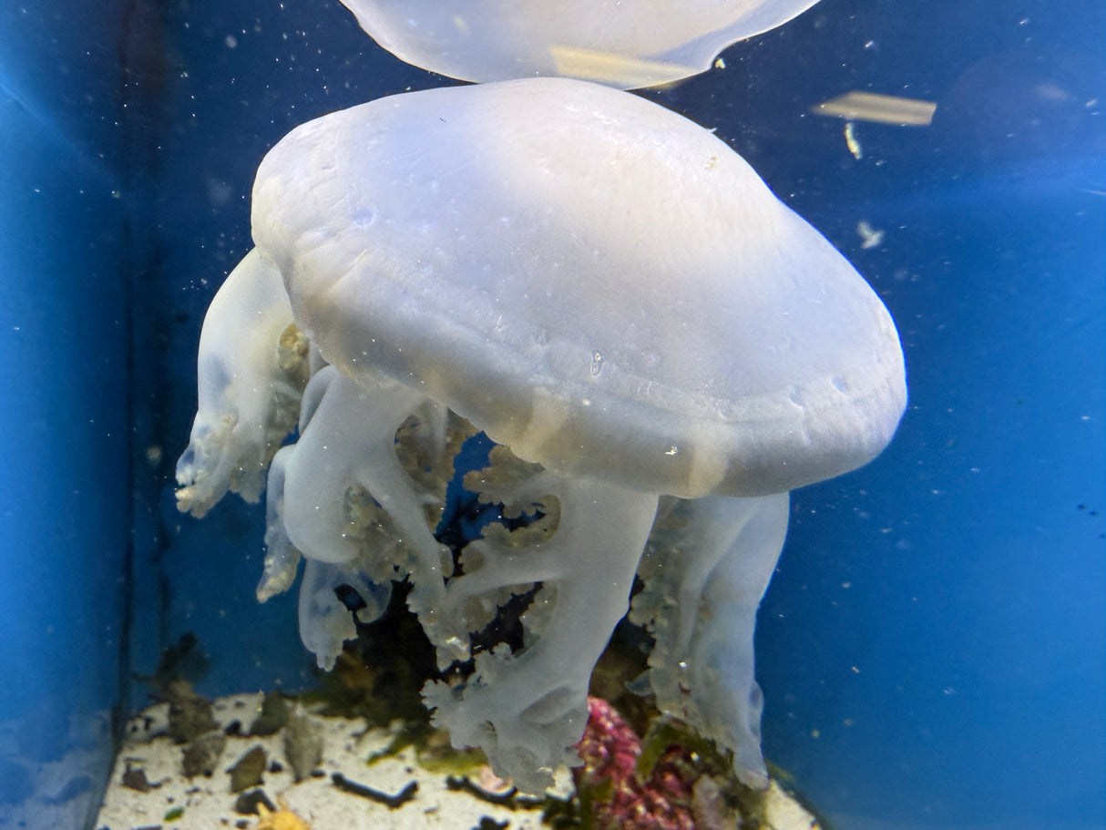 Upside down jellyfish