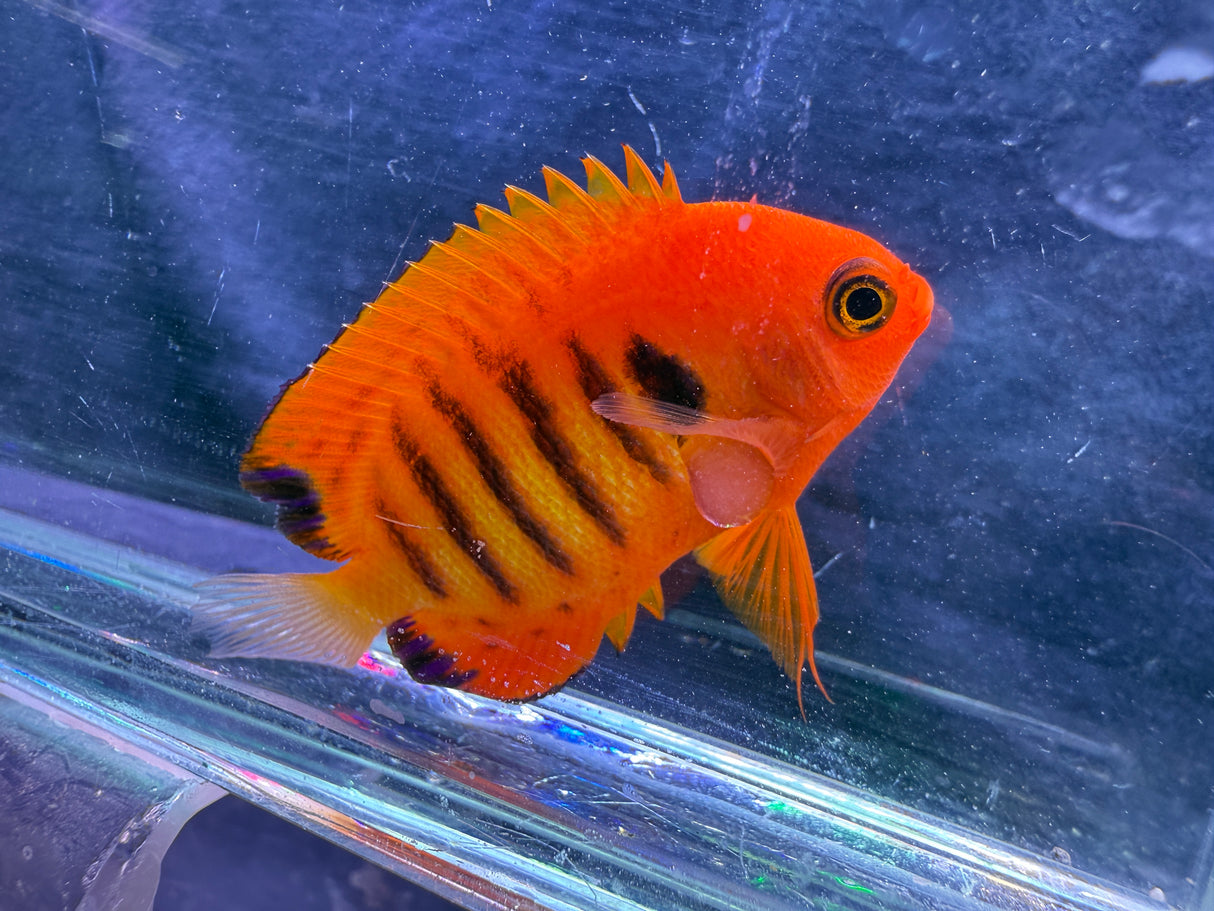 Flame angelfish