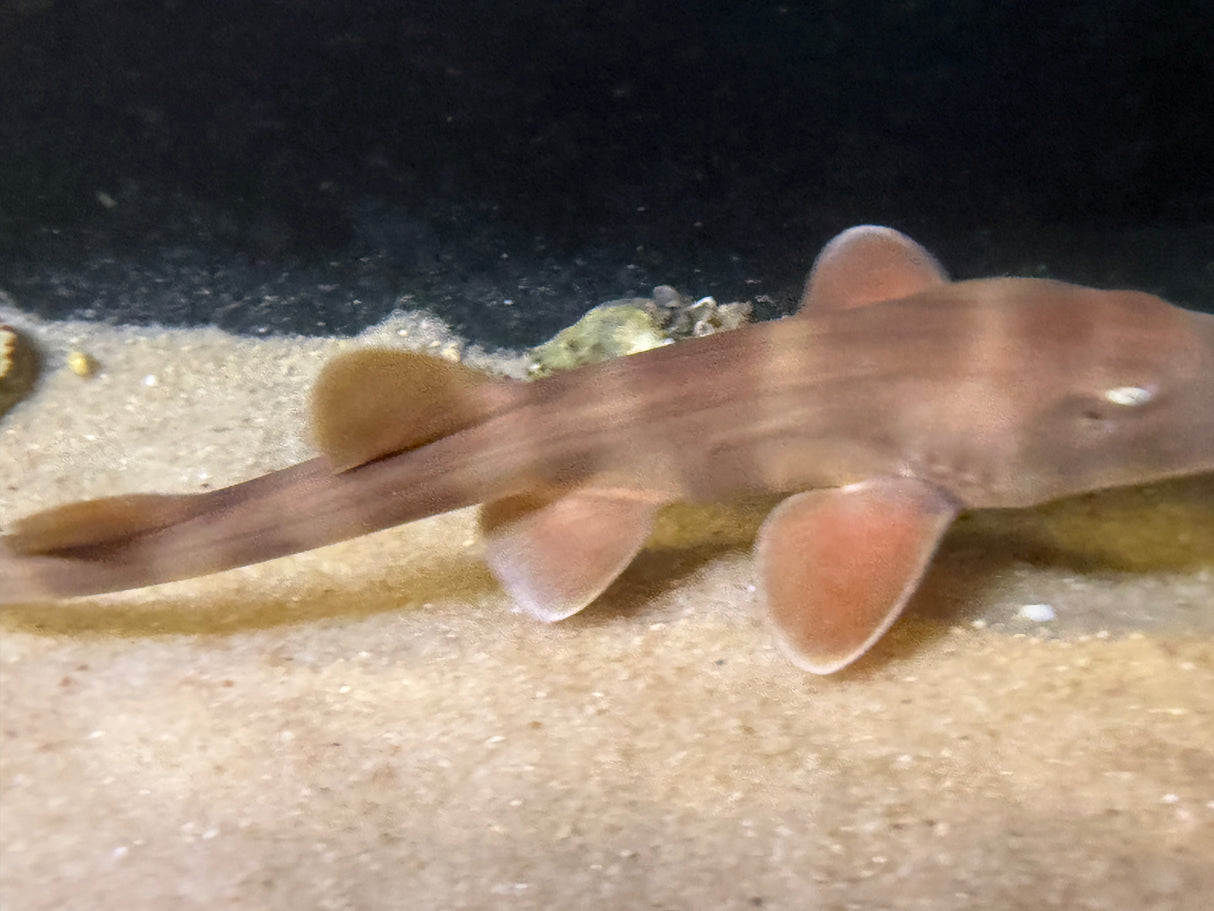 Grey Banded Bamboo Shark