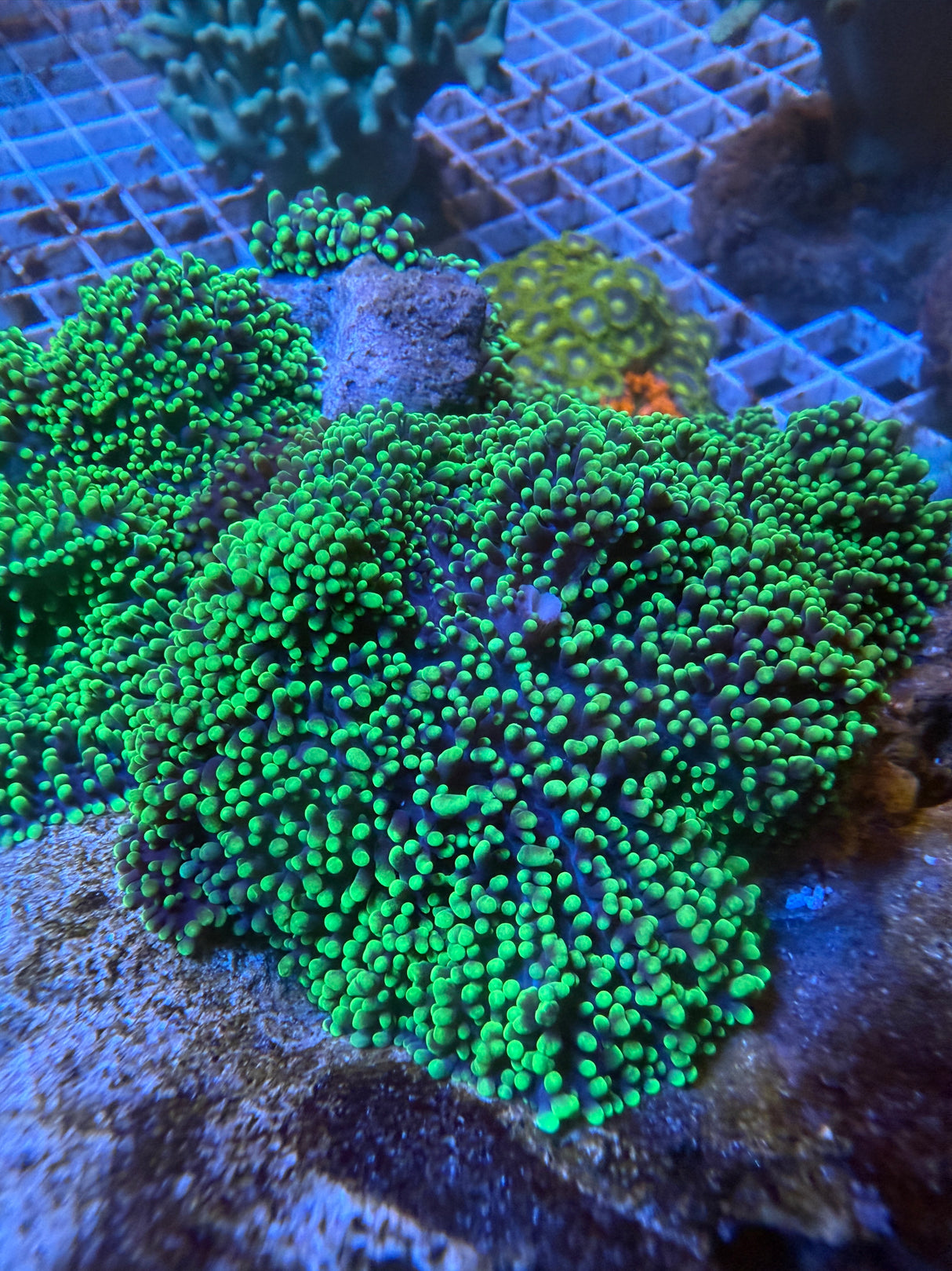 Green Hairy Mushroom