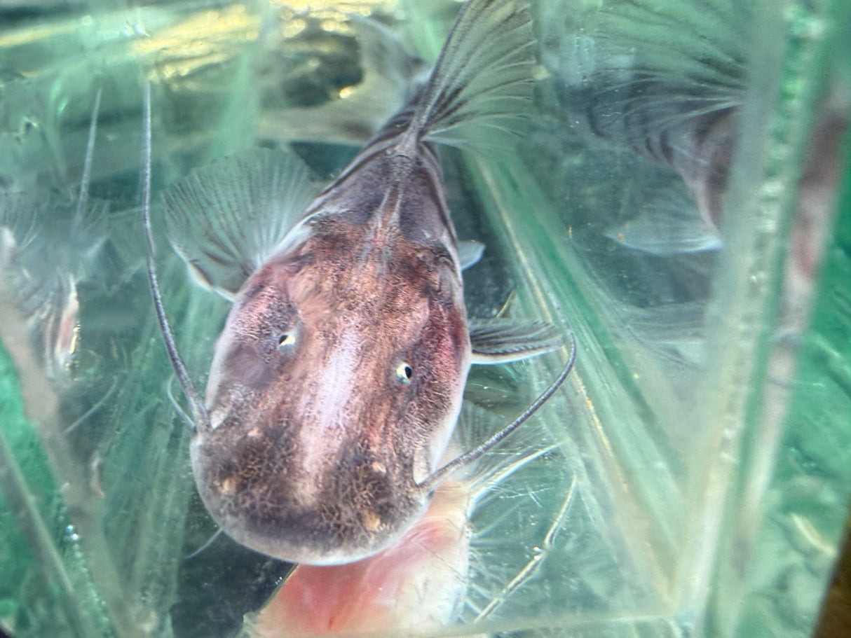 Tigrinus Catfish