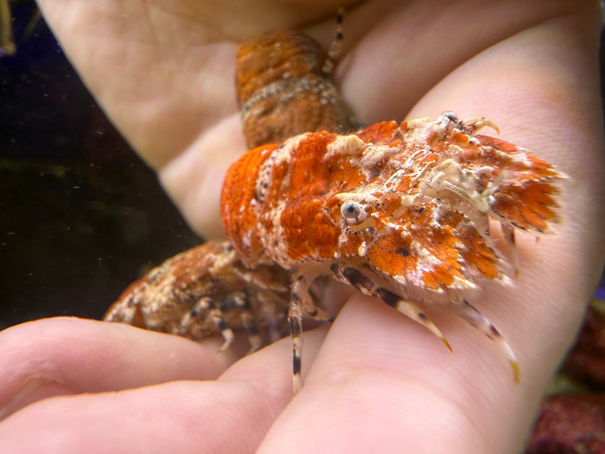 Orange slipper Lobster