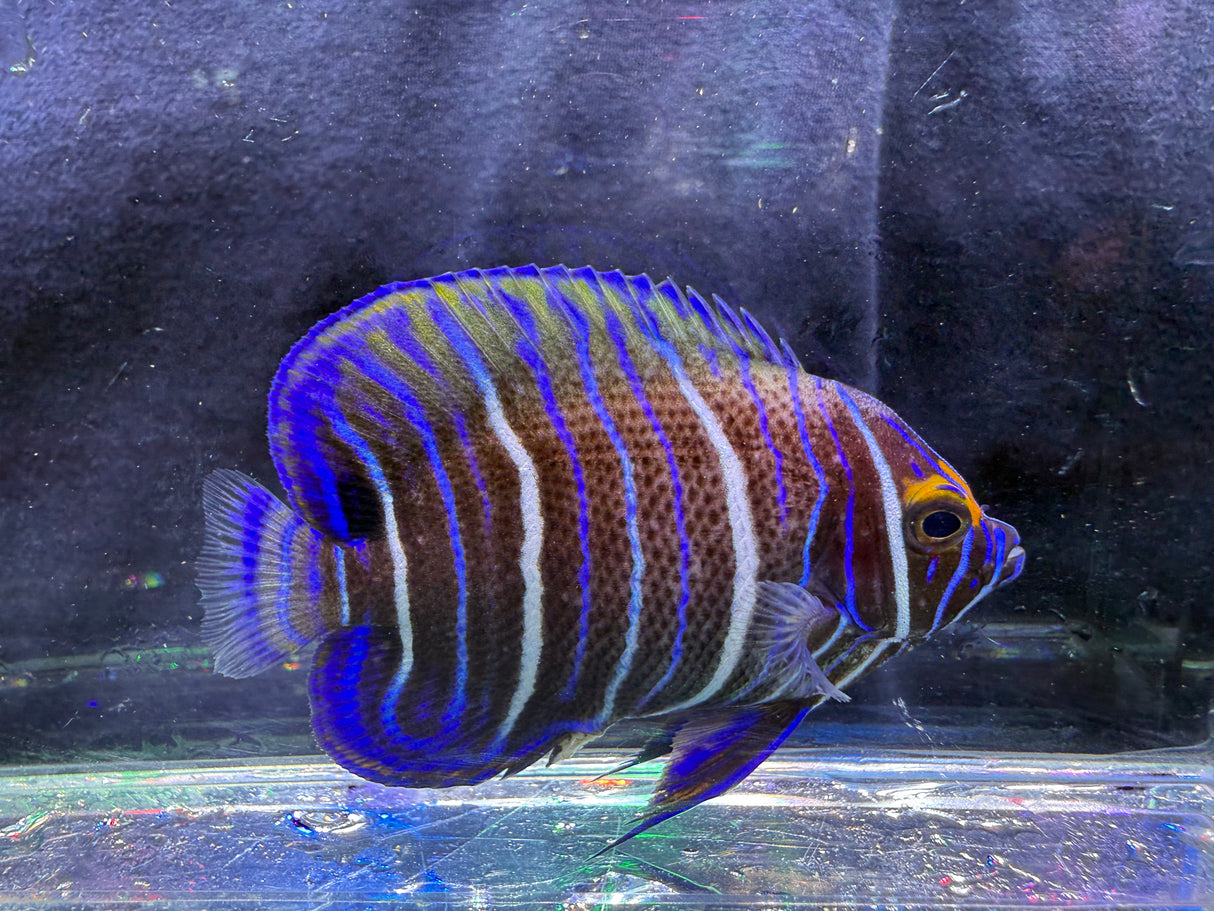 Juvenile Blueface Angelfish – Pomacanthus xanthometopon