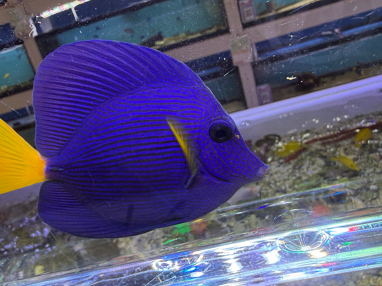 Purple Tang