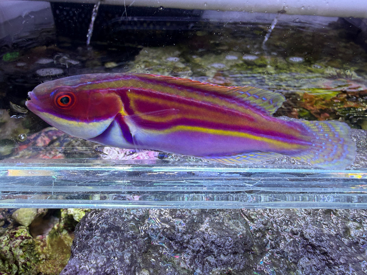 Laboutei wrasse