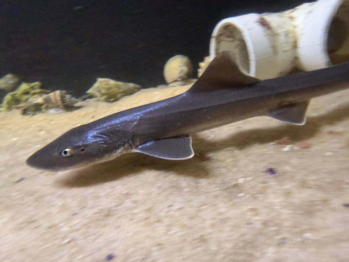Smooth hound shark