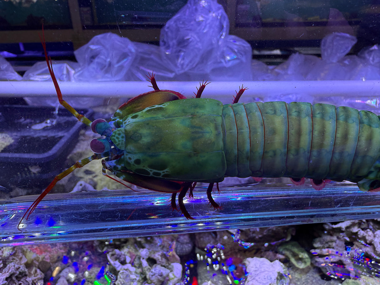 Large Peacock mantis shrimp