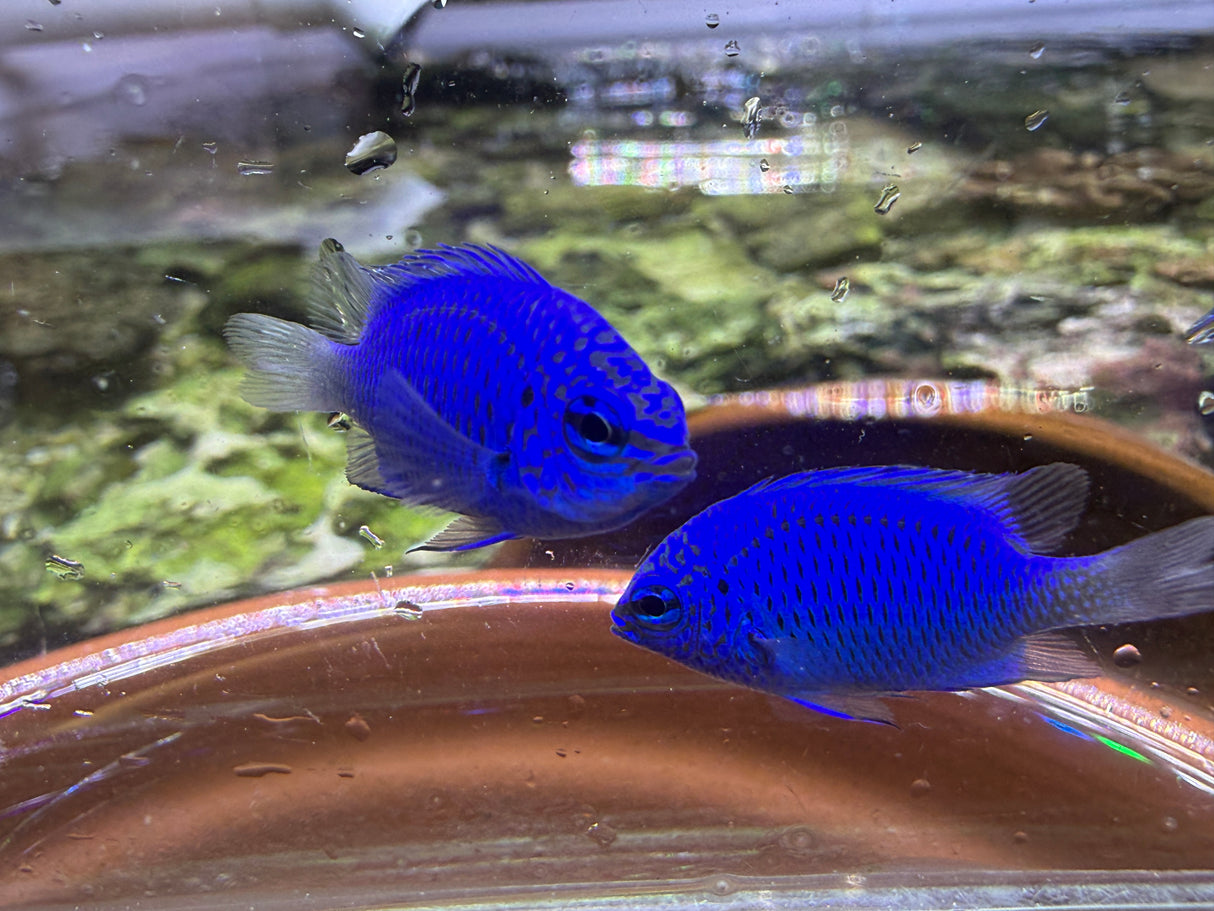 Springer Damsel Fish