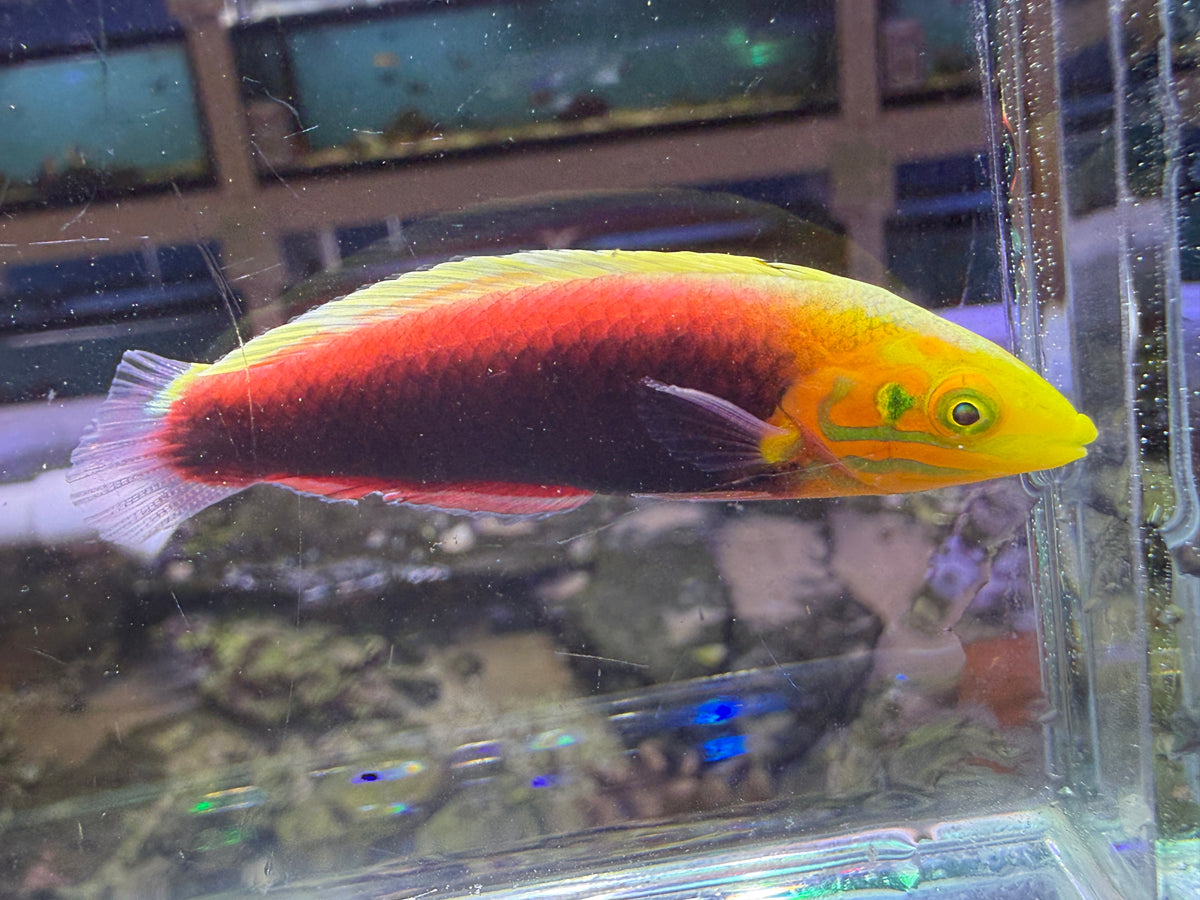 Radiant Wrasse