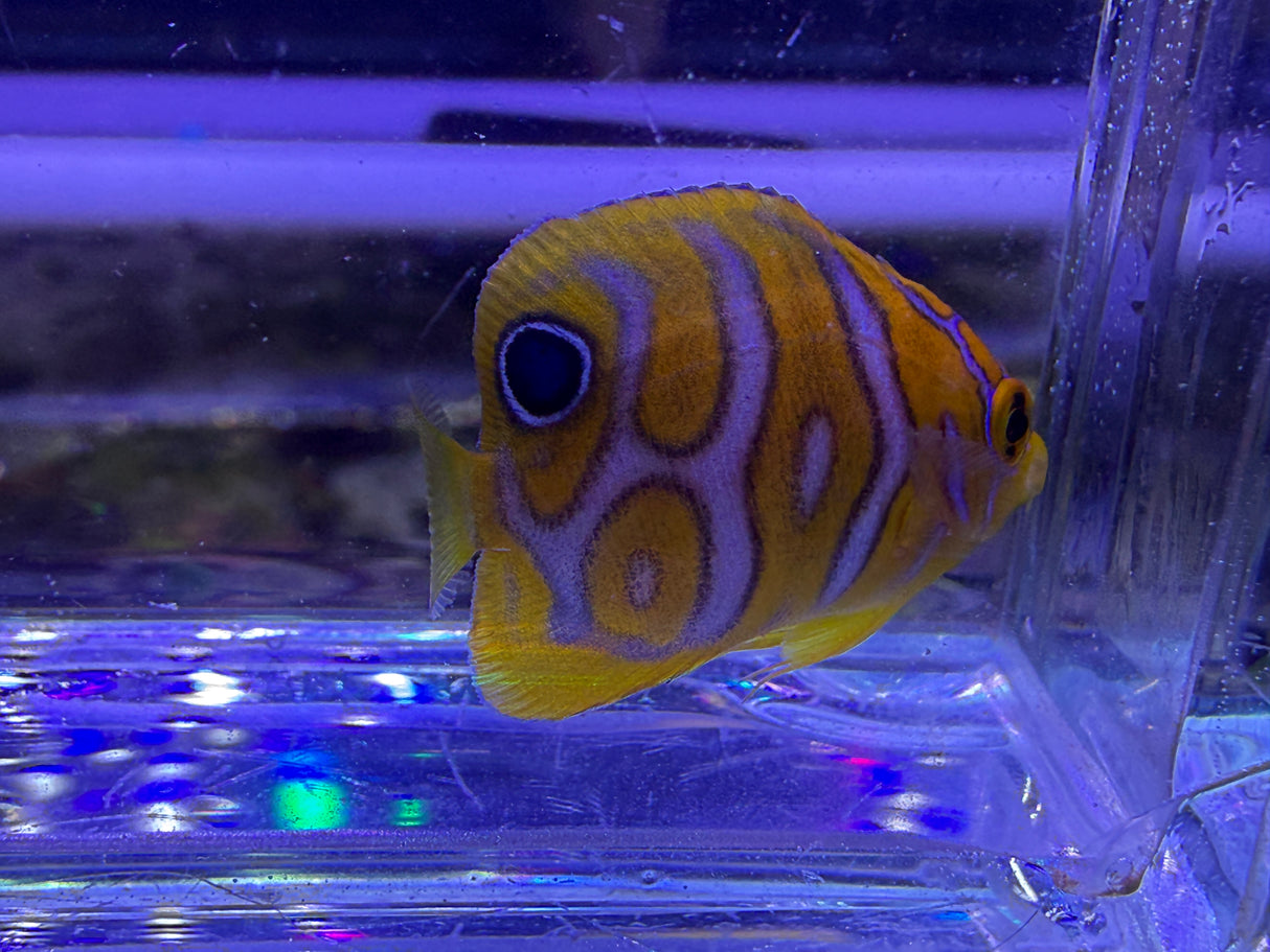 Captive bred A1 grade Misbar regal angelfish small WYSIWYG