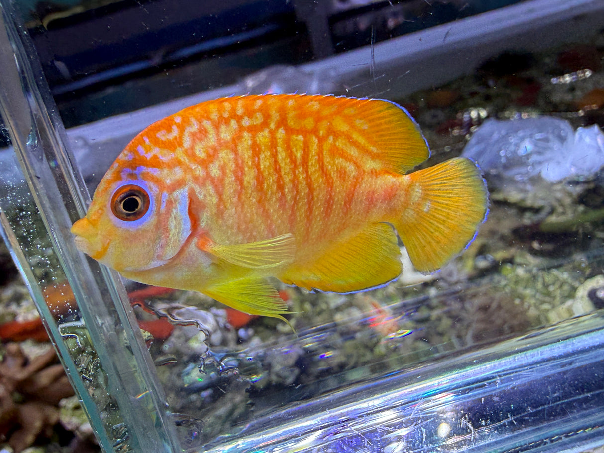 RARE Leopyge hybrid Angelfish #2