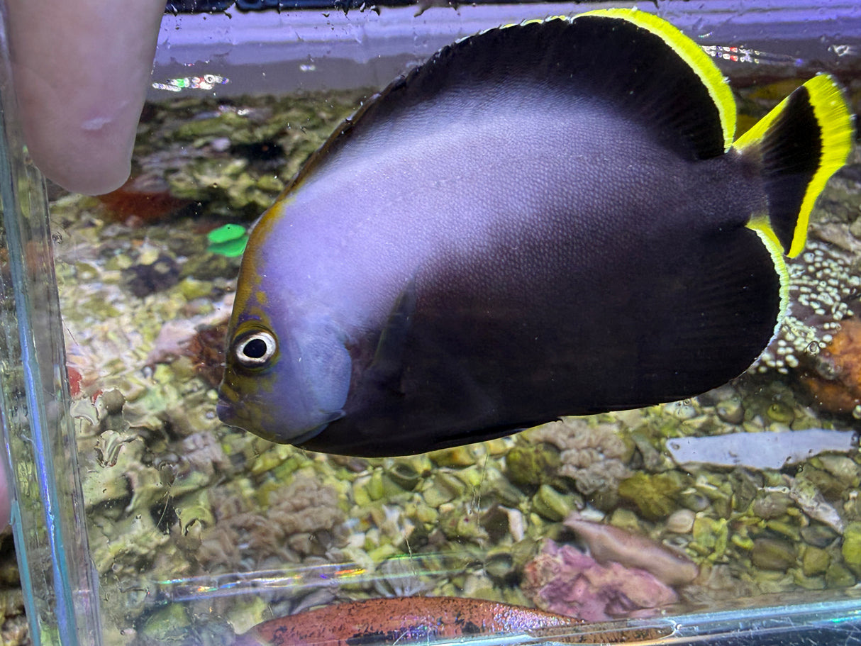 Gray Poma Angelfish