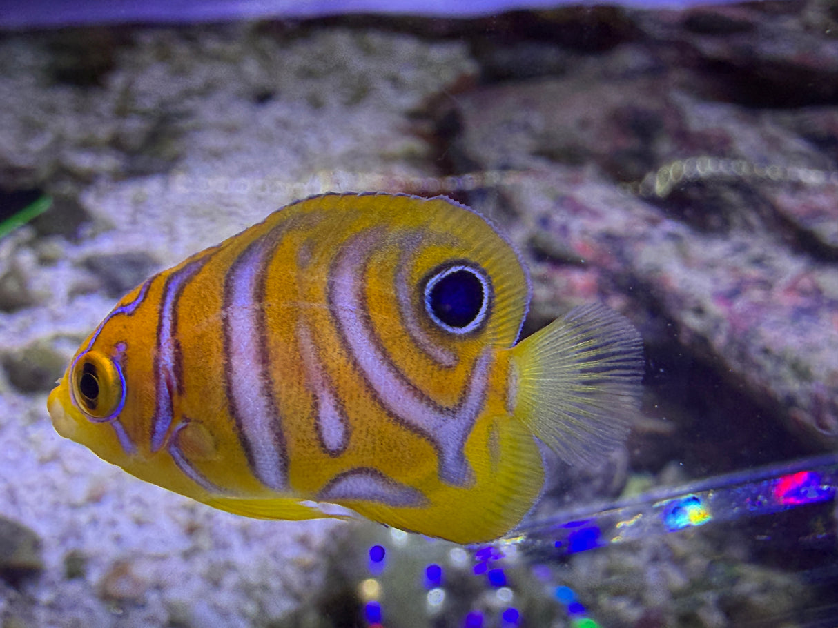 Captive bred A1 grade Misbar regal angelfish small WYSIWYG