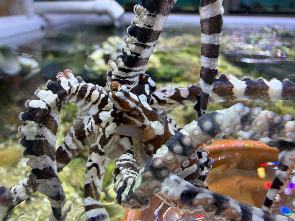 Mimic Octopus