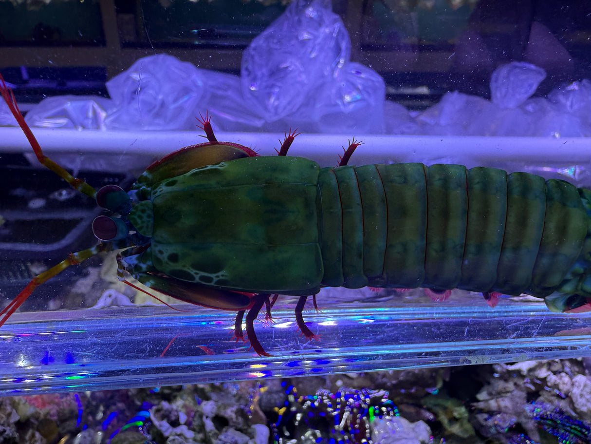 Large Peacock mantis shrimp