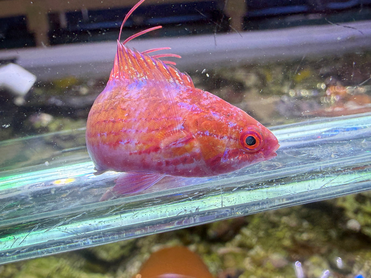 Royal flasher wrasse