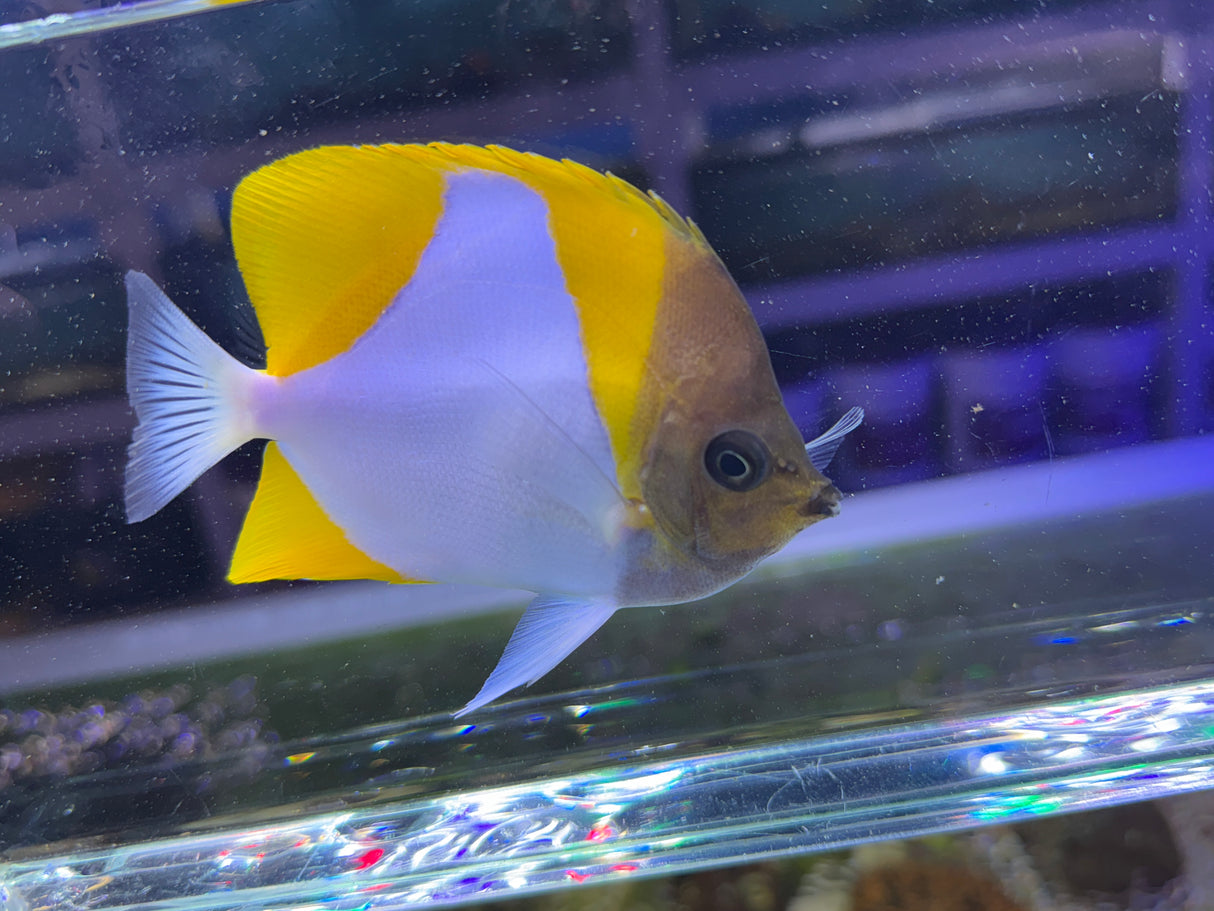 Pyramid butterfly fish