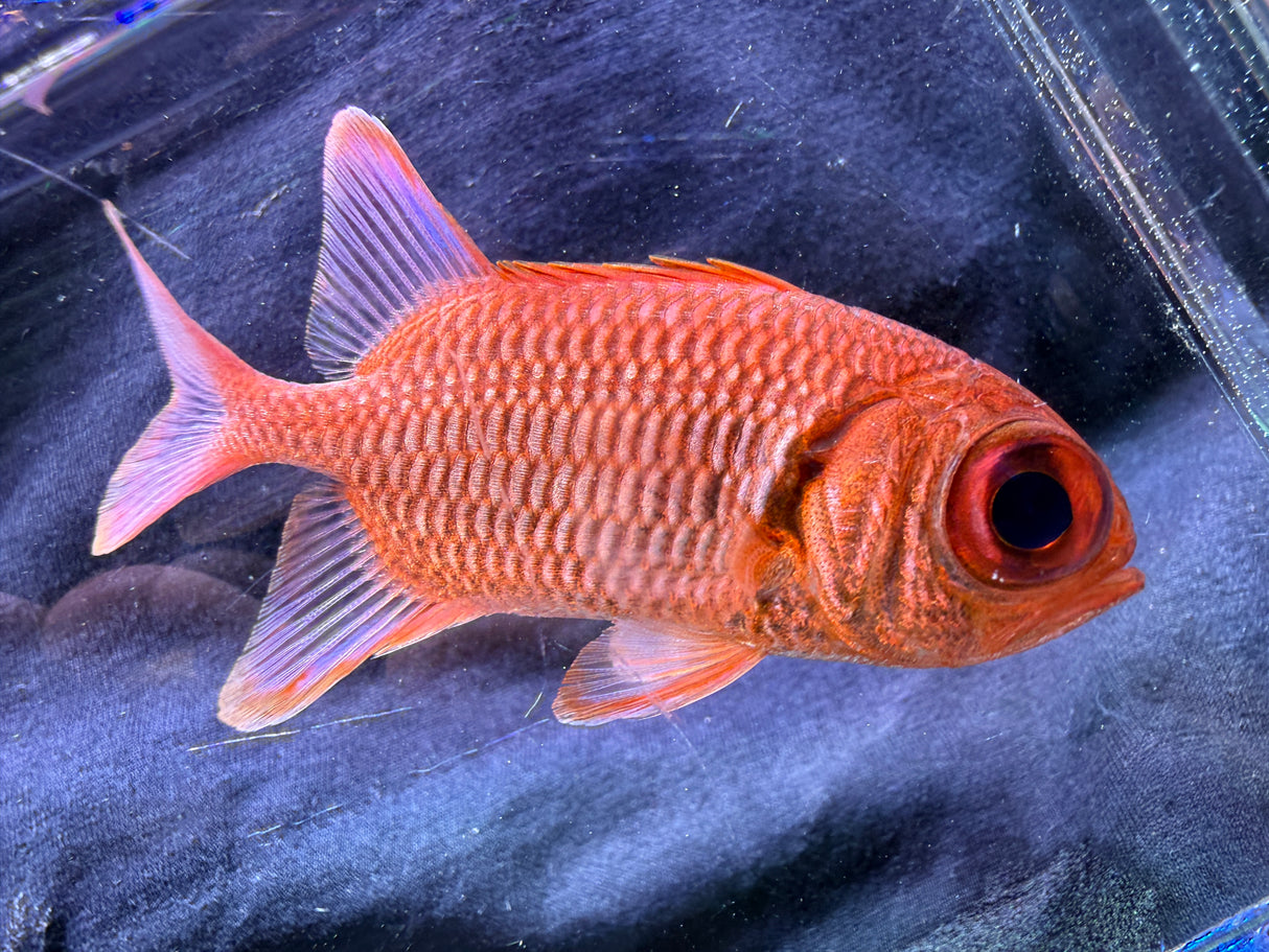 Squirrelfish