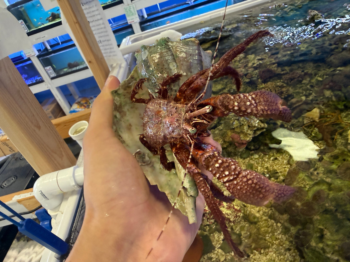 Extra large red fuzzy hermit crab