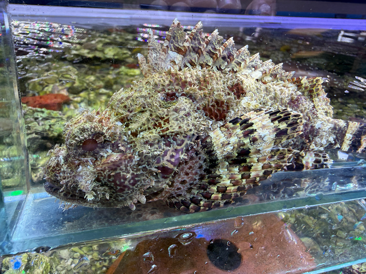 Red Scorpionfish
