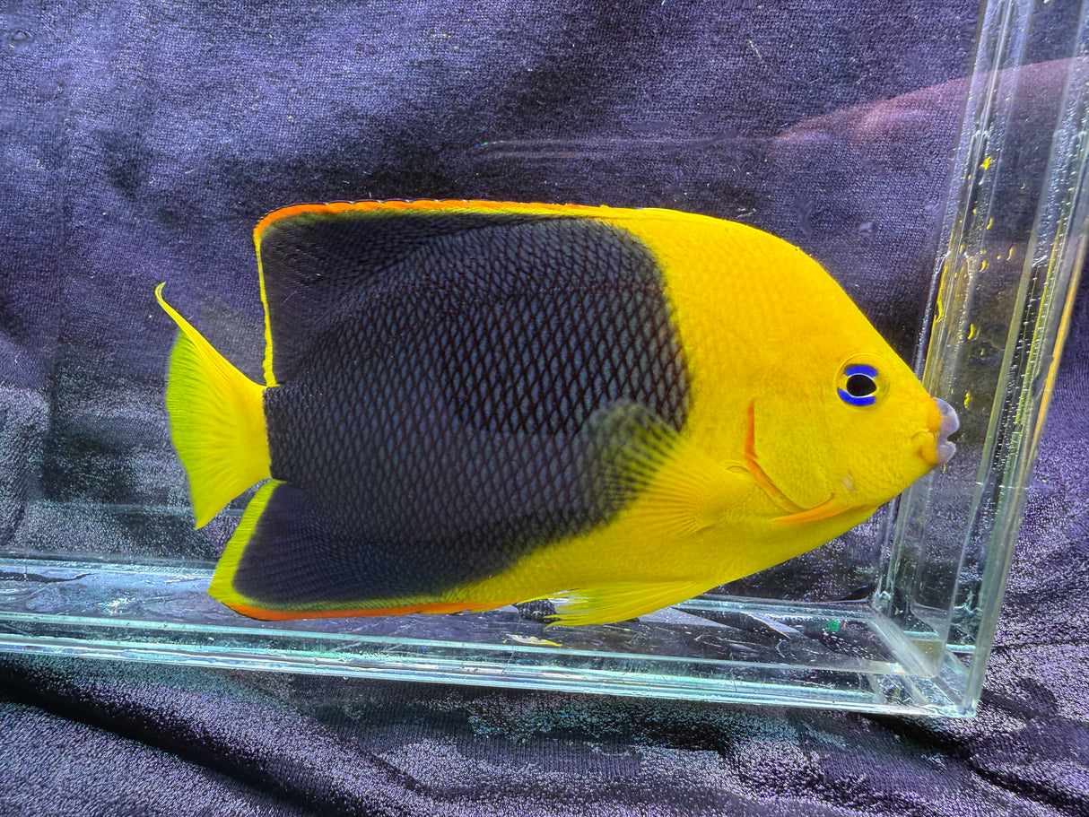 Rock beauty angelfish