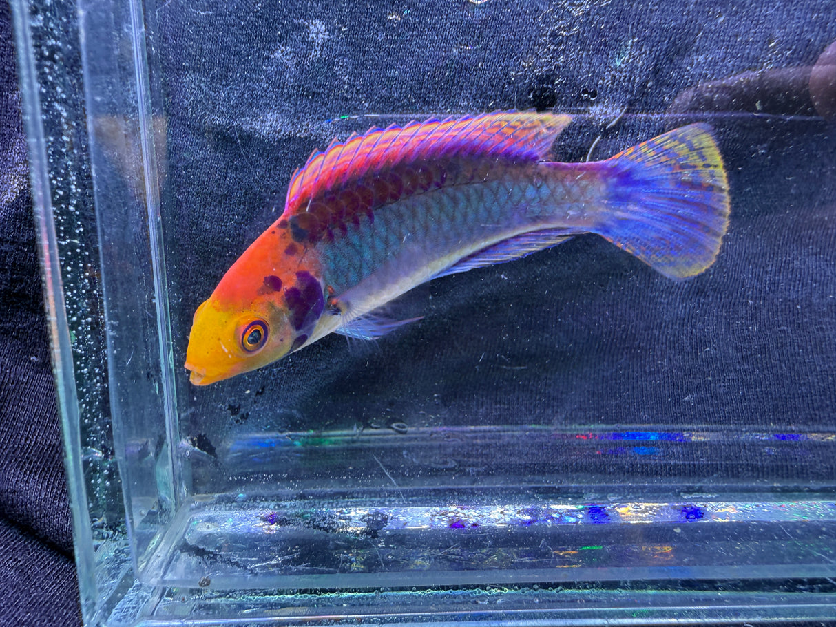 Solar clown fairy wrasse