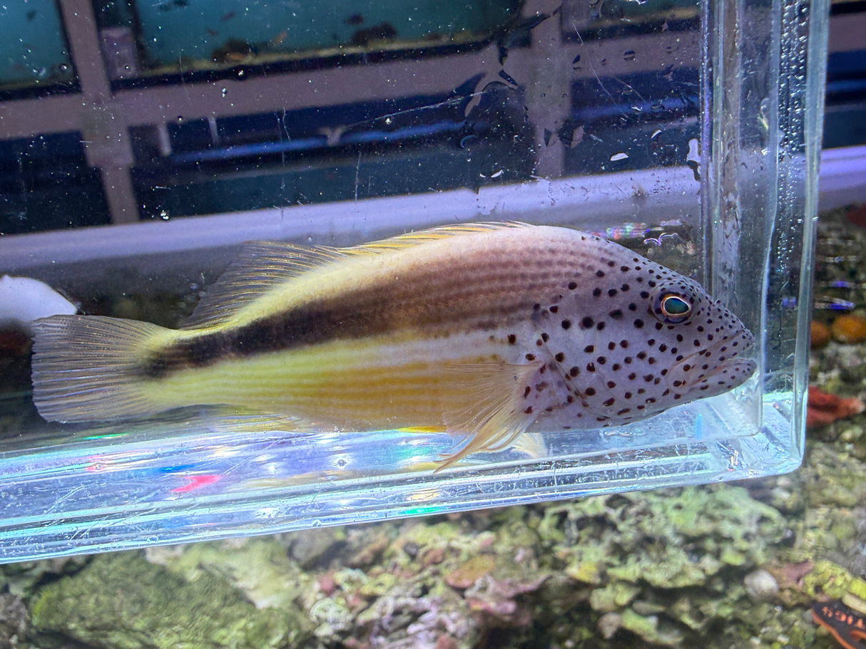 Freckled Hawkfish