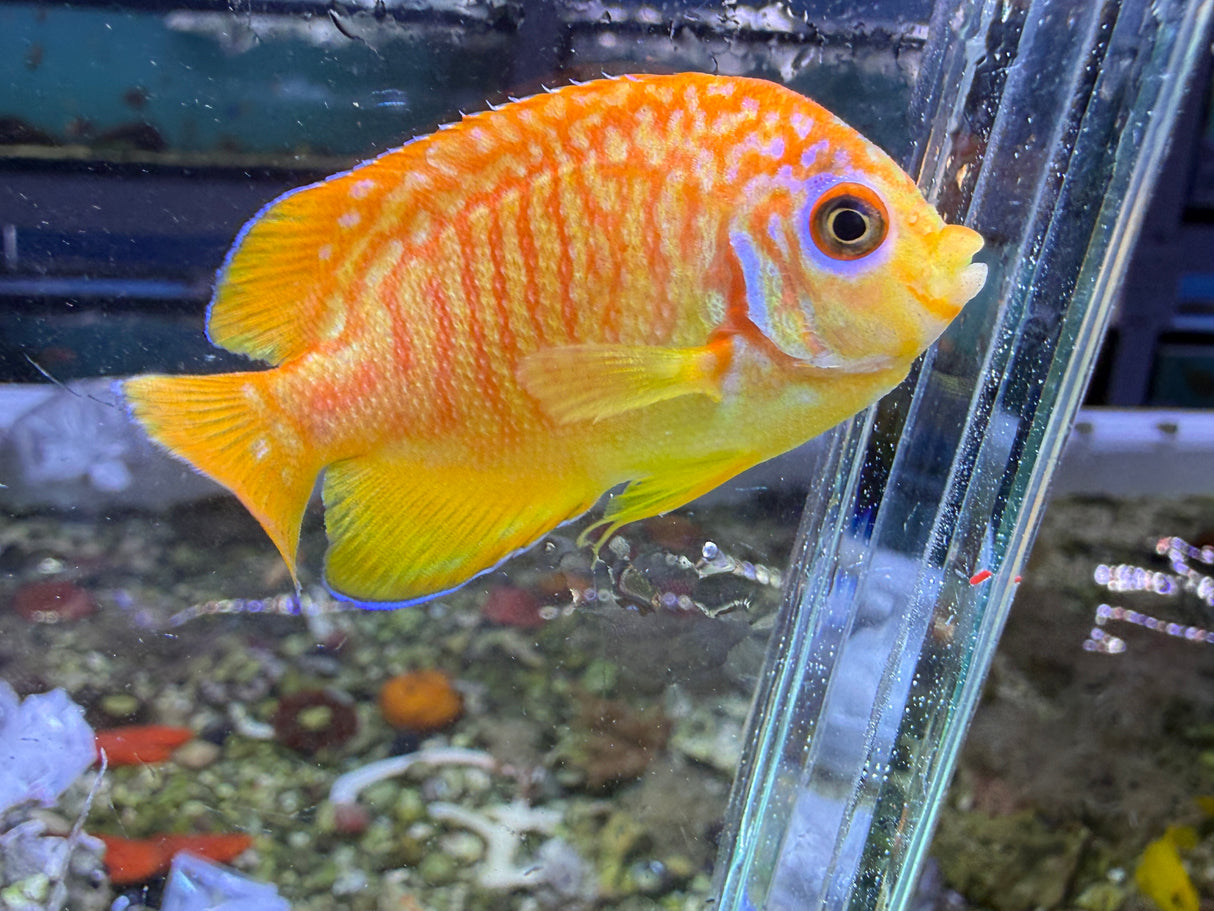 RARE Leopyge hybrid Angelfish #2