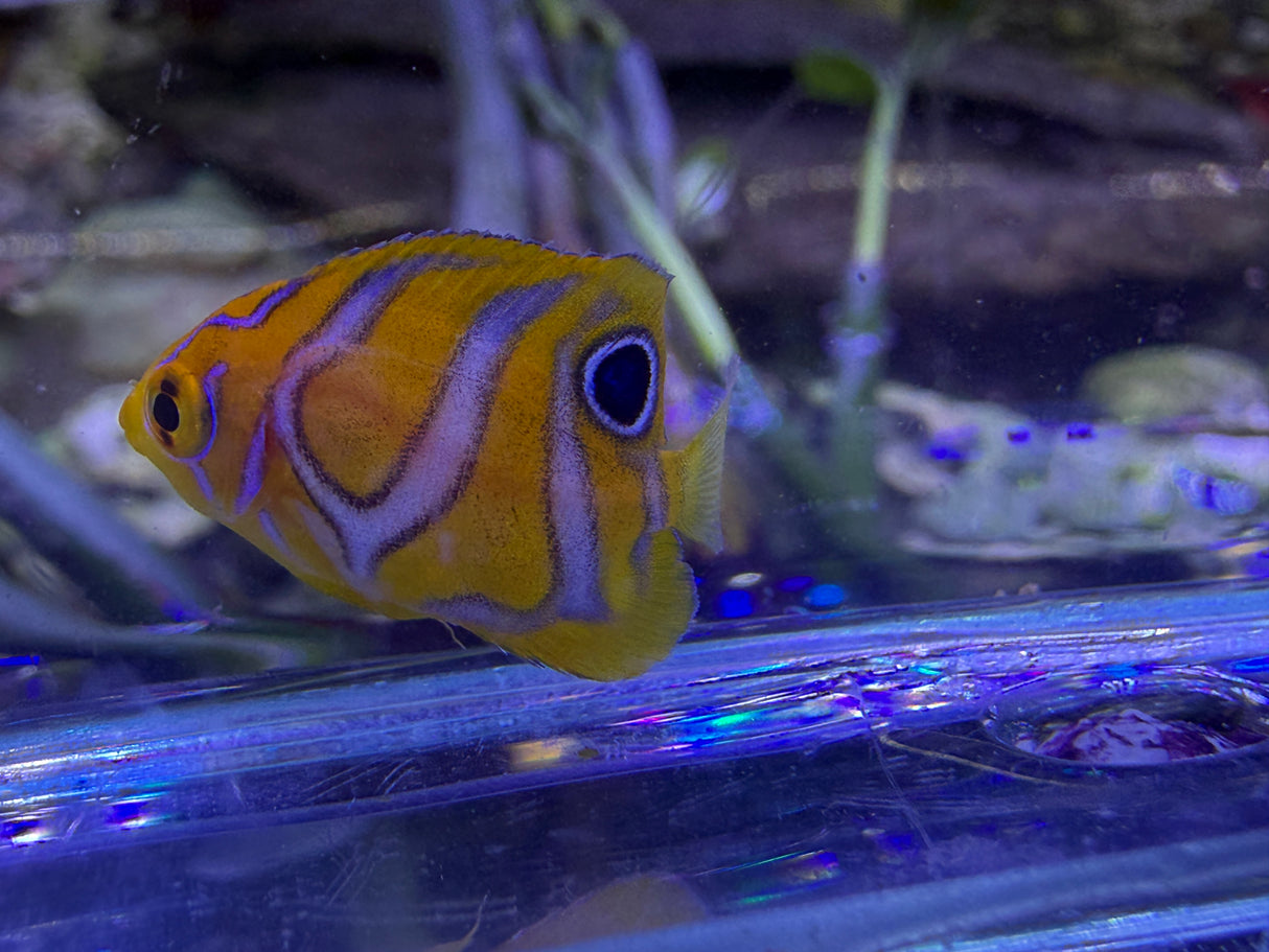 Captive bred B1 grade Misbar regal angelfish small WYSIWYG