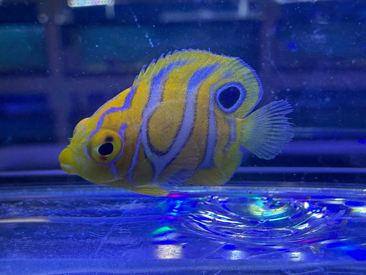 Captive bred B1 grade Misbar regal angelfish small WYSIWYG