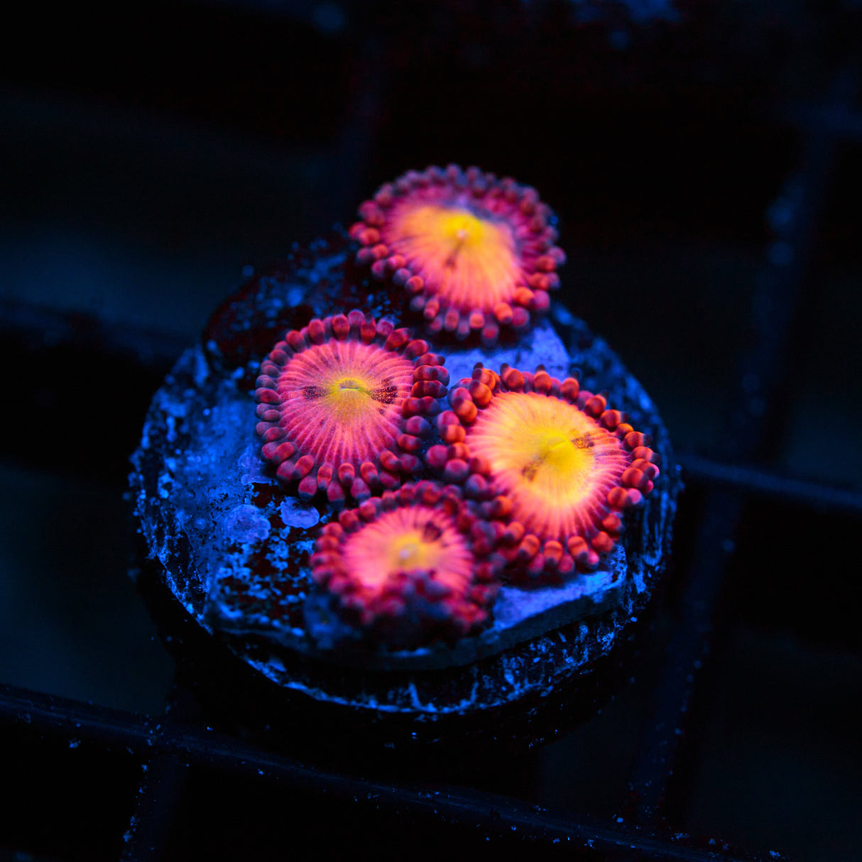 WWC Halle Berry Palythoa Frag (4+ Polyps)