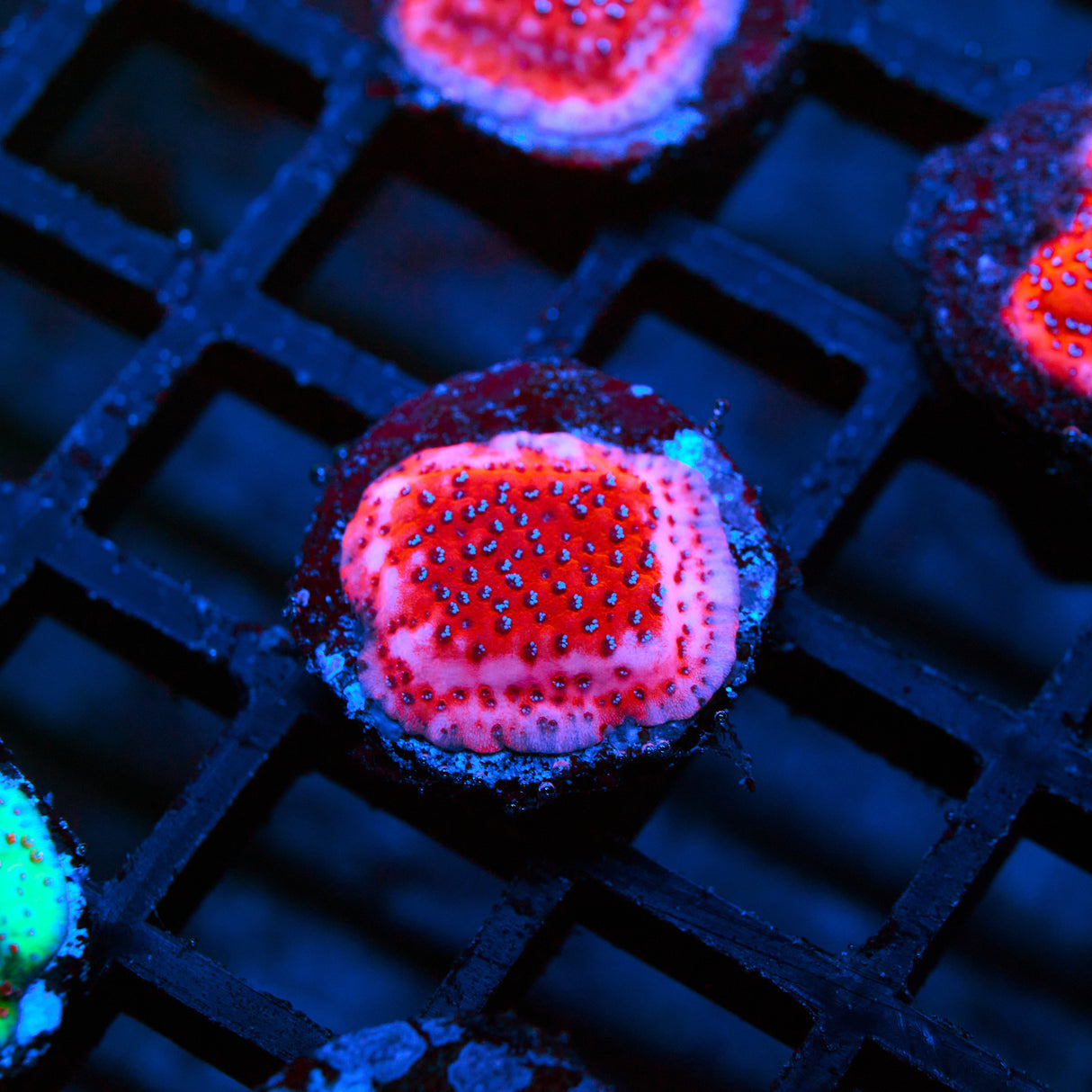 Mystic Sunset Montipora Frag