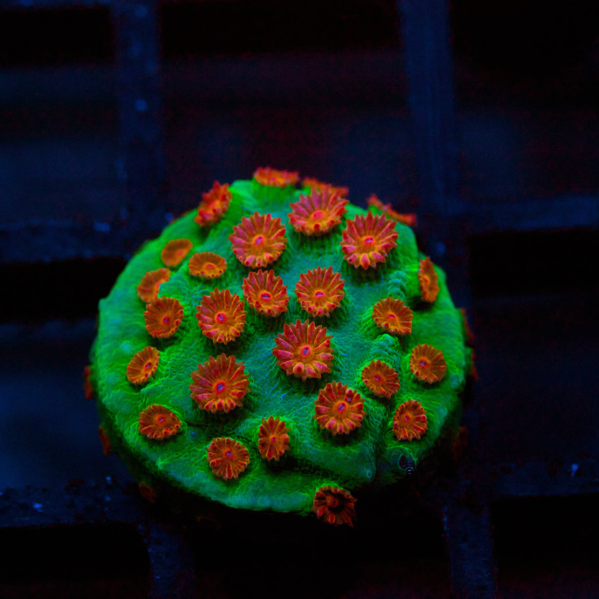 Meteor Shower Cyphastrea Frag