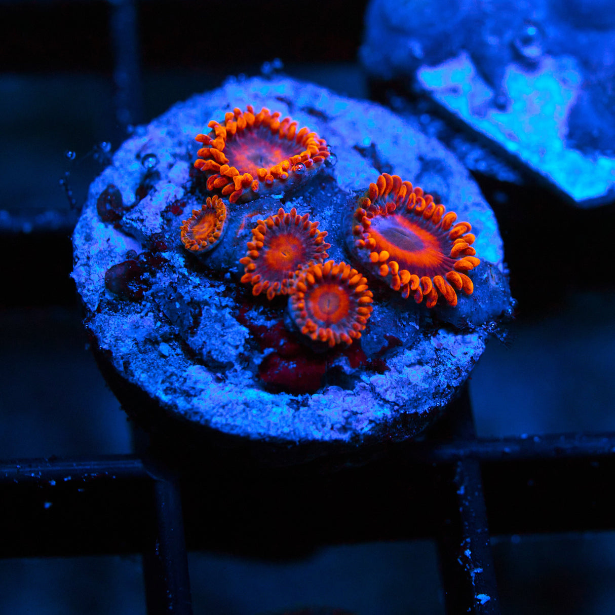 Orange Oxide Zoanthid Frag (4+ Polyp)