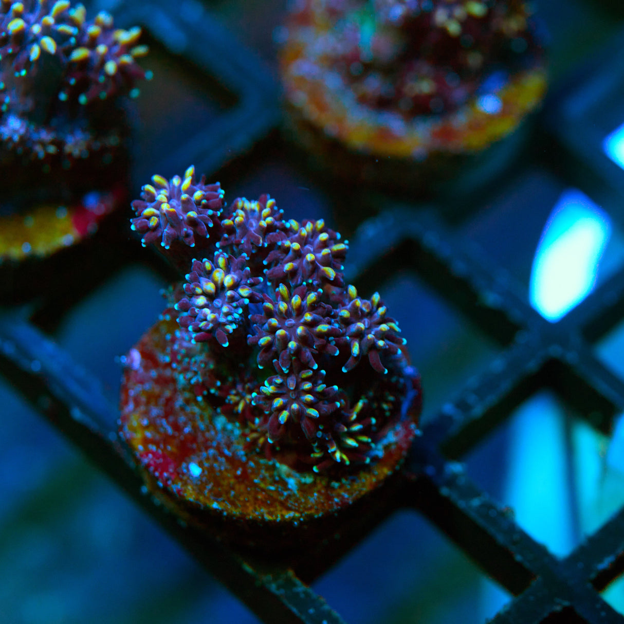 Yellow Passion Galaxea Frag