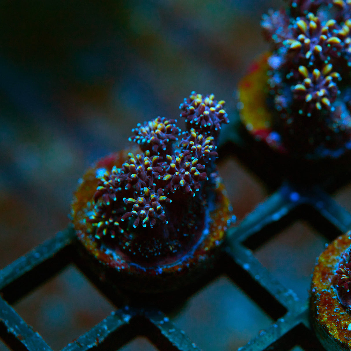 Yellow Passion Galaxea Frag
