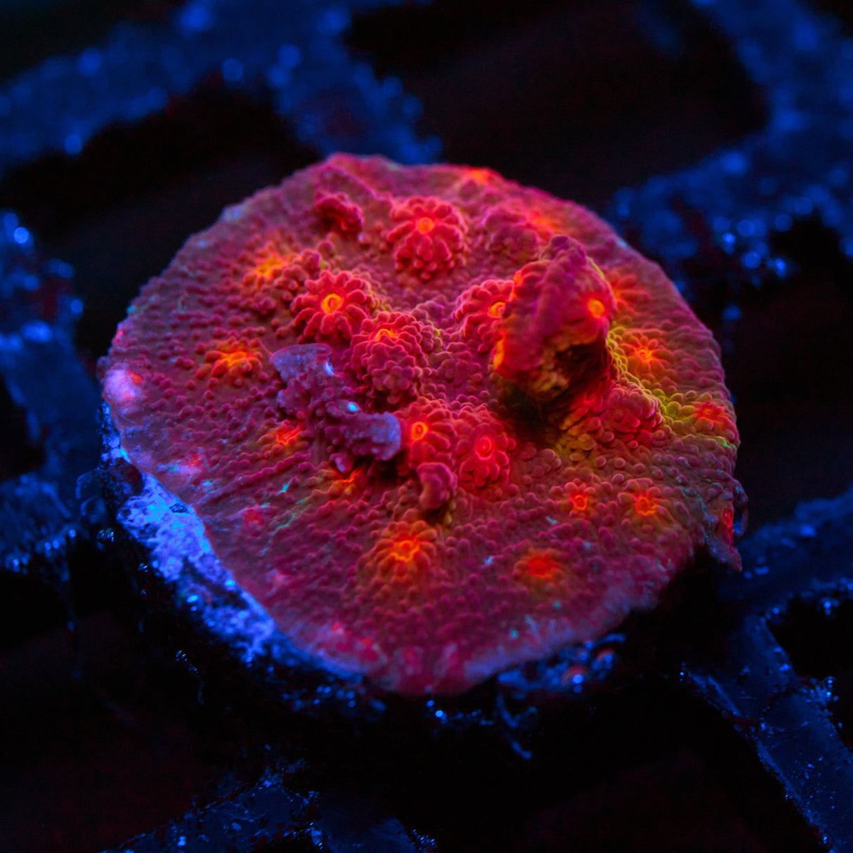 Drogon Cyphastrea Frag