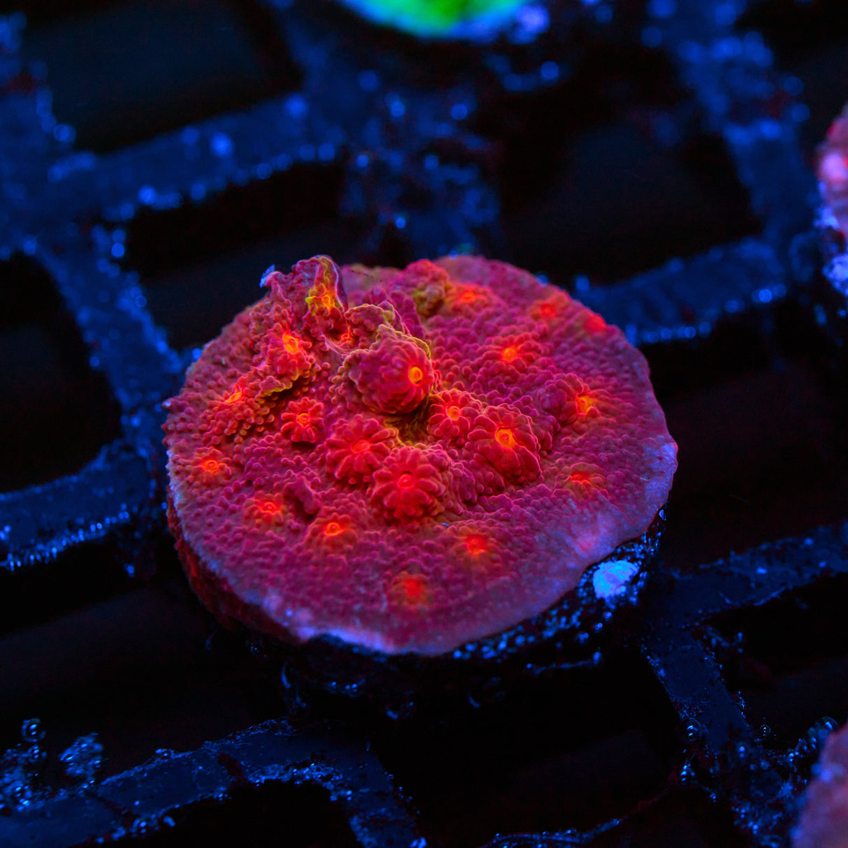 Drogon Cyphastrea Frag